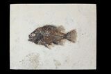 Cockerellites (Priscacara) Fossil Fish - Hanger Installed #88781-1
